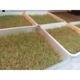 BỘ 2 GÓI HẠT GIỐNG CỎ LÚA MÌ