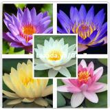 Bộ 2 gói hạt giống hoa súng Thái Lan mini 5 màu
