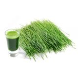Bộ 5 hạt giống cỏ lúa mì