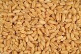 Bộ kít trồng cỏ lúa mì