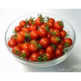 [HCM]Hạt giống cà chua cherry F1- A6 0.5g