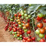 [HCM]Hạt giống cà chua cherry F1- A6 0.5g