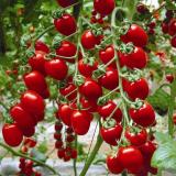 [HCM]Hạt giống cà chua cherry F1- A6 0.5g