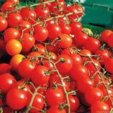 [HCM]Hạt giống cà chua cherry F1- A6 0.5g