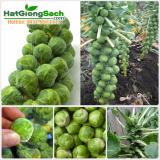 [HCM]Hạt giống bắp cải tí hon (1g)