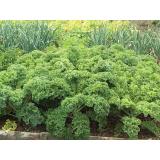 [HCM]Cải xoăn Kale