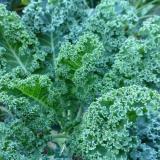 [HCM]Cải xoăn Kale