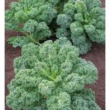 [HCM]Cải xoăn Kale