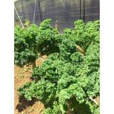 [HCM]Cải xoăn Kale