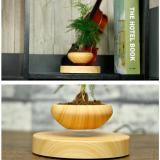 Chậu Cây bay Bonsai bay