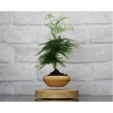 Chậu cây bonsai bay Moxo S2