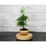 Chậu cây bay trang trí phòng làm việc Bonsai