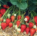 Combo 1 gói Hạt giống DÂU TÂY ĐỎ + 5 viên kích thích nảy mầm + 1 gói phân bón lá