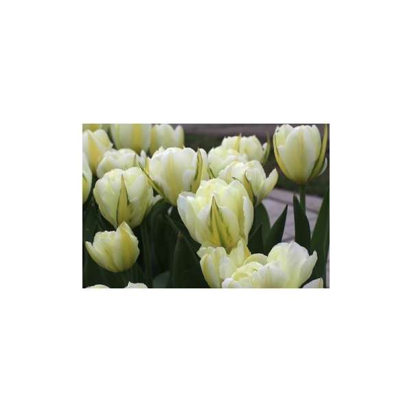 Củ hoa Tulip Exotic Imperor
