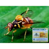 DIỆT RUỒI VÀNG ĐỤC TRÁI HOA VIZUBON-D 10ml(Vàng)