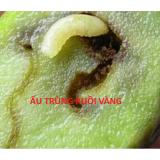 DIỆT RUỒI VÀNG ĐỤC TRÁI HOA VIZUBON-D 10ml(Vàng)
