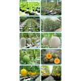 [HCM]Dung dịch dinh dưỡng thủy canh dưa lưới (Trắng)