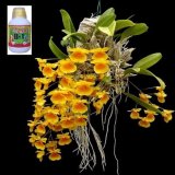 Dung dịch siêu ra rễ chuyên dùng cho hoa lan phong lan Vitamin B1 Đỉnh Nông 220 ml (có cốc đong)