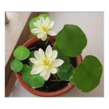 [HCM]Giống Hoa Sen Mini Nhiều Màu _gói 5 hạt .