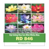 [HCM]Giống Hoa Sen Mini Nhiều Màu _gói 5 hạt .
