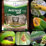 Hoạt chất Propineb Ttrừ thán thư trên phong lan ANTRACOL 70WP - Bộ 4 gói