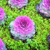 [HCM]Hạt giống Bắp cải hoa hồng Mỹ - 20 hạt