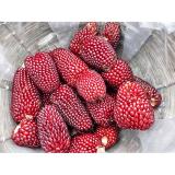 Hạt giống Bắp ngô mini