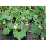 Hạt giống Bầu hồ lô cảnh mini sai quả