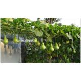 Hạt giống BẦU HỒ LÔ sai quả