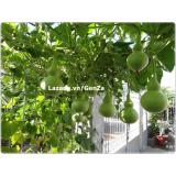Hạt giống BẦU HỒ LÔ sai quả