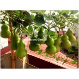 Hạt giống bầu hồ lô sai quả