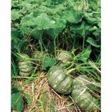Hạt giống BÍ NGÔ ĐỎ quả to tròn