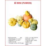 [HCM]Hat Giống Bí Ngô Mini - KLT 10hạt