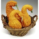 Hạt giống Bí thiên nga - Giống chất lượng cao, sai quả