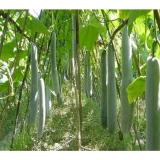 Hạt giống Bí xanh quả dài