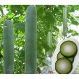 Hạt giống Bí xanh quả dài