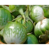 Hạt giống CÀ BÁT XANH quả to, sai quả