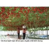 Hạt giống cà chua bạch tuộc 20 hạt