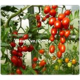Hạt giống Cà chua bi nhót cây cao - Giống chất lượng cao, sai quả