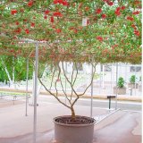 Hạt giống Cà chua leo giàn