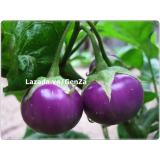 Hạt giống Cà pháo tím - Giống chất lượng cao, sai quả