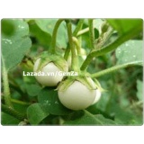 Hạt giống Cà pháo trắng - Giống chất lượng cao, sai quả