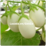 Hạt giống Cà pháo trứng trắng - Giống chất lượng cao, sai quả