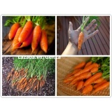 Hạt giống Cà rốt mini - Giống chất lượng cao, sai quả