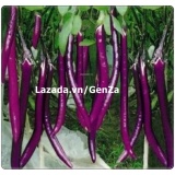Hạt giống Cà tím dài - Giống chất lượng cao, sai quả