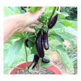 [HCM] Hạt Giống Cà tím Dài PN-65 - 0.2g
