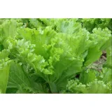 Hạt giống cải bẹ dưa cao sản