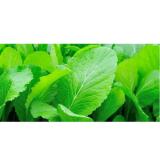 Hạt giống Cải bẹ xanh mỡ Cao Sản - Gói 20g