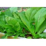 Hạt giống Cải bẹ xanh mỡ Cao Sản - Gói 20g