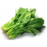 Hạt giống cải bó xôi (rau chân vịt) 20gr